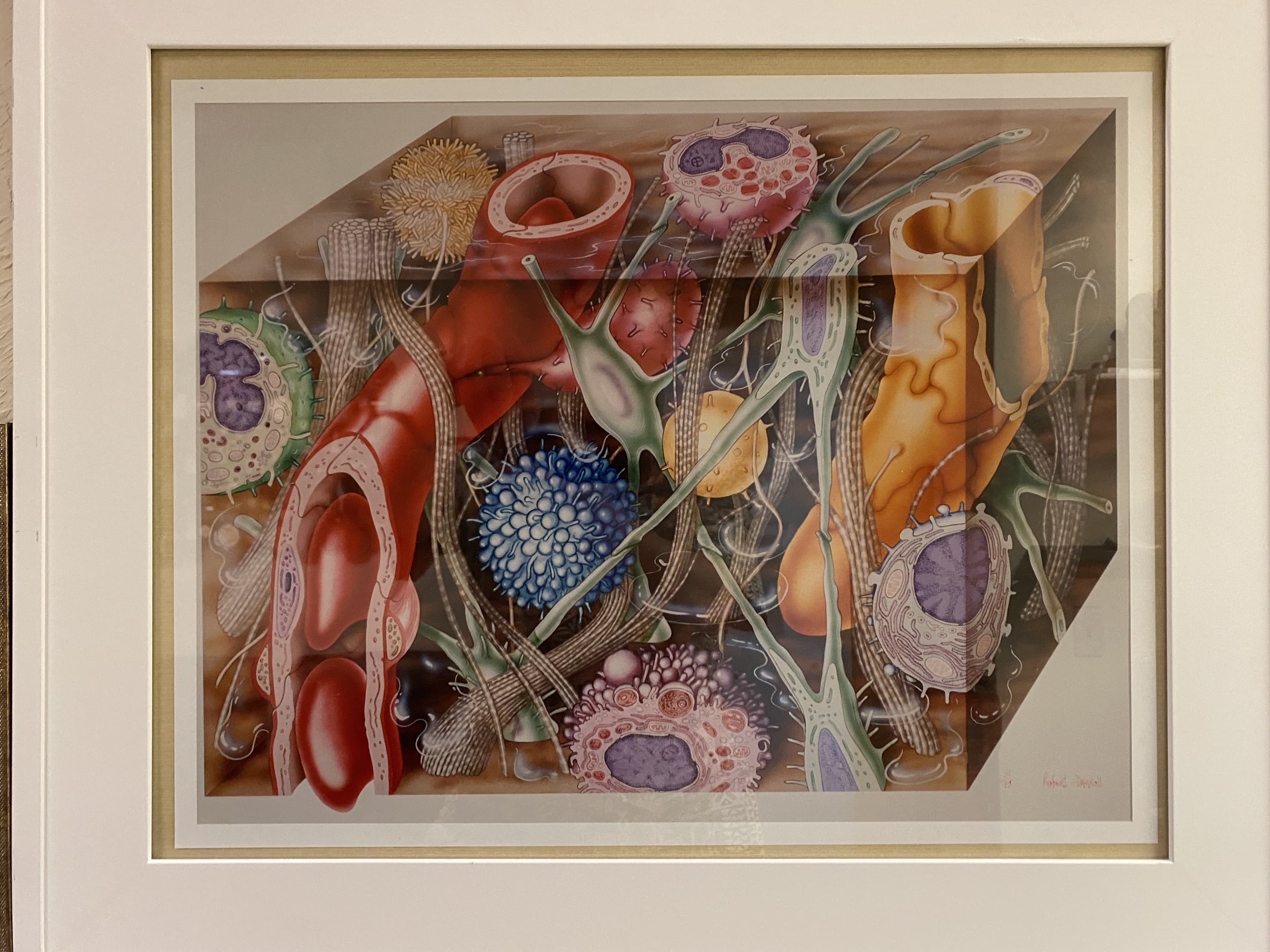 A framed illustration of the integumentary system.